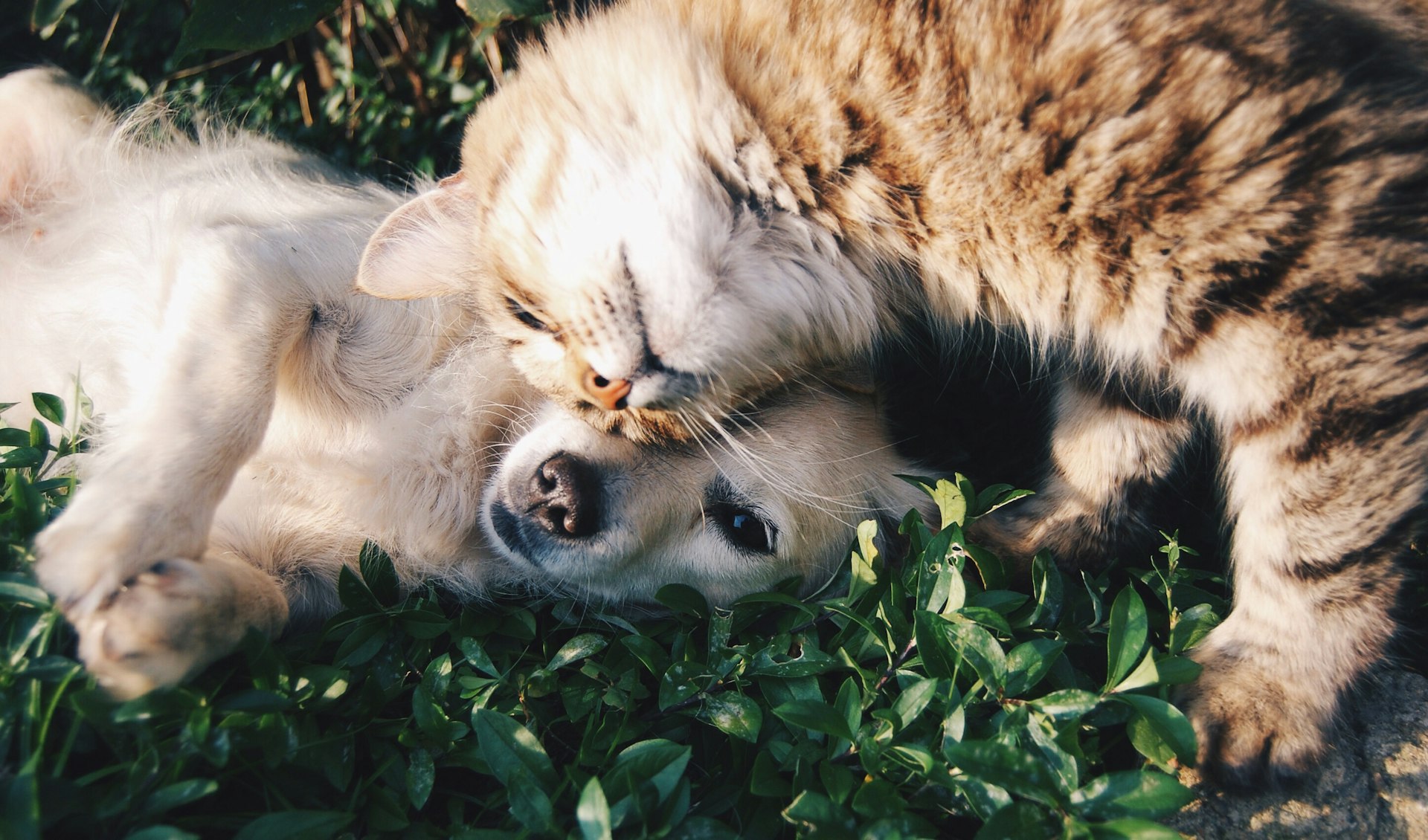 communication animale chien chat lavaur tarn albi marssac distance